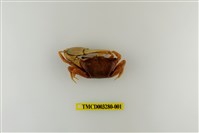 藏品(弧邊管招潮蟹)的圖片